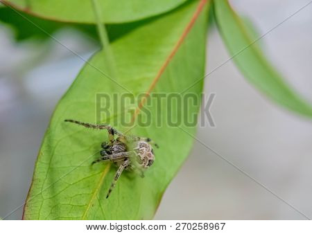 Side View Of Male Larinioides Sclopetarius (bridge Spider) On Green Leaf.
