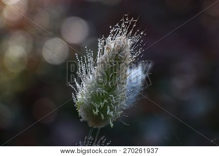 The Unusual Fluffy Inflorescence Of A Cereal A Lagurus Effectively Looks With Ornament From Dewdrops