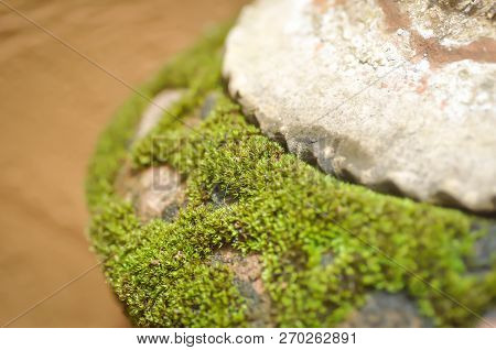 Moss Or Thallophytic Plant Or Lichen At The Vase