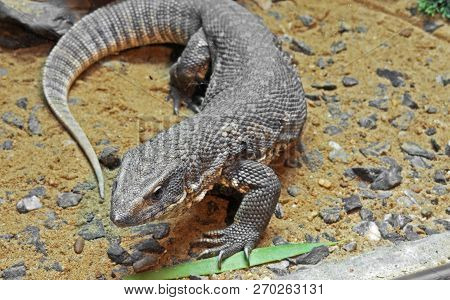 Closeup Savannah Monitor On Stone With Sand