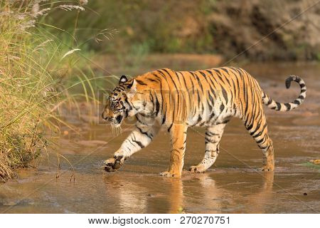 A Tiger Crossing A River  In The Jungles Of India