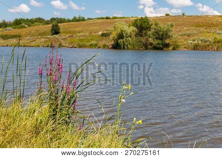 Purple Loosestrife (lythrum Salicaria) Flowers On A Lakeshore