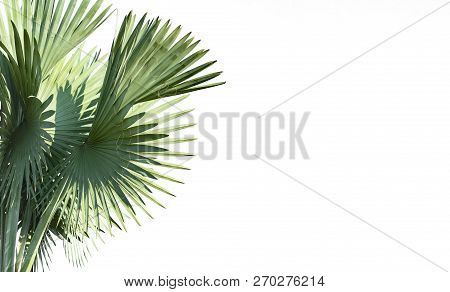 Leaves Palm Trees (livistona Rotundifolia Or Fan Palm.) Isolated On White Background.