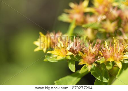 Sedum Kamtschaticum - Genus Of Succulent Plants Of The Crassula Family.