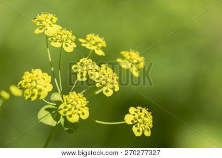Foeniculum Vulgare - Perennial Plant During Flowering In The Wild Close Up