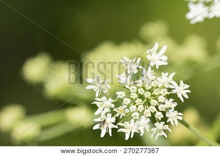 Heracleum Sphondylium - Genus Of Plants Of The Family Umbrella.