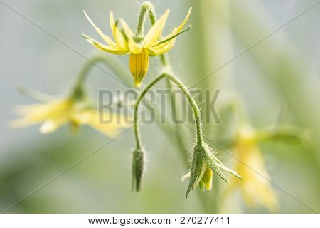 Yellow Flowers Of Tomatoes In The Greenhouse During Flowering
