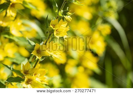 Lysimachia Vulgaris -а Genus Of Perennial Herbaceous Plants In The Wild.
