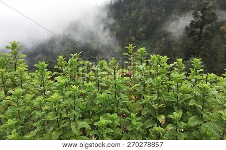 Mint Plants Grow At Vegetable Garden