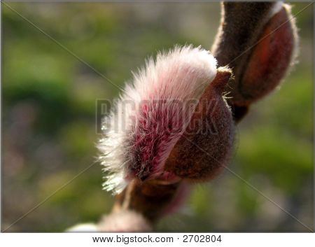 Pussywillow