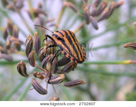 Chyba Chameleon