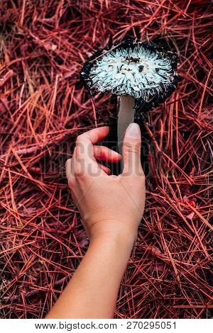 Dangerous, Inedible Poisonous White Toadstool On The Autumn Forest Background. Young Woman Hand Pick