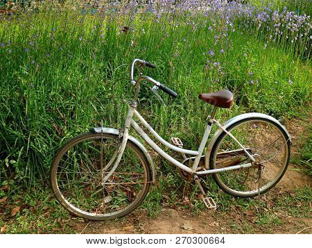 White Retro Bicycle Parking In The Purple Murdannia Flower Field