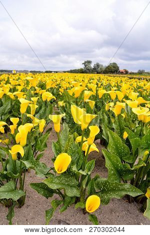 Photo Picture Of Calla Flower Colored Garden Field Cultivation