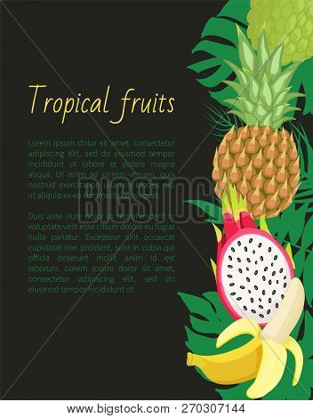 Tropical Fruits Banner With Exotic Food And Leaves. Sugar Apple, Pineapple And Pitaya, Banana Vector
