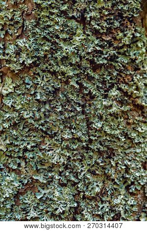 Corteccia E Muschio Su Un Tronco Di Conifera