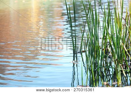 Autumn Leaves Floating Near Sedge Grass Growing In Pond. Space For Text