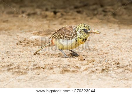 Female D'Arnaud African barbet bird with bug in its beak standing on ground at Serengeti National Park in Tanzania, East Africa (Trachyphonus darnaudii)