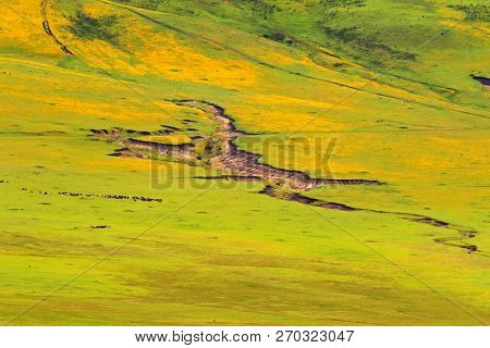 Cows goat on Burr Marigold field at Ngorongoro Crater. Big land in green yellow in Arusha Region, Tanzania, East Africa