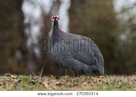Guineafowl Bird In The Grass Looking At Camera