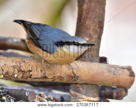 Nuthatch Bird Sitting On Feeder,here In Czech Republic