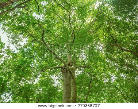Tree With The Mist In The Deepforest On The Mountain