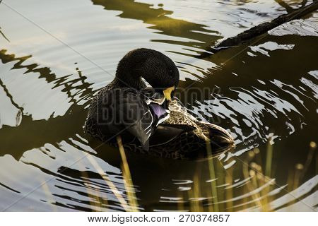 Grooming Yellow-billed Duck (anas Undulata) In Lake