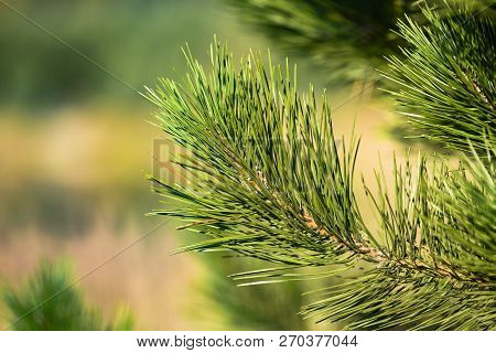 Twig With Pine Needles. Twig With Pine Needles.