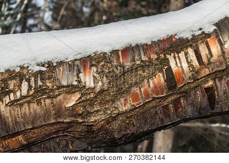 A Beautiful Horizontal Texture Of Gray And Brown And Orange Bark Of An Old Tree With White Snow And 