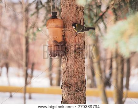 The Tit Feeds In The Trough. Winter. The Feeder Is Made Of A Plastic Bottle. Birds.