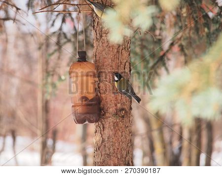 The Tit Feeds In The Trough. Winter. The Feeder Is Made Of A Plastic Bottle. Birds.