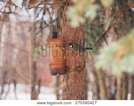 The Tit Feeds In The Trough. Winter. The Feeder Is Made Of A Plastic Bottle. Birds.