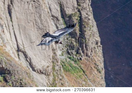 Andean Condor Vultur Gryphus In The Colca Canyon, Peru