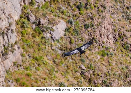Andean Condor Vultur Gryphus In The Colca Canyon, Peru