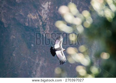 Andean Condor Vultur Gryphus In The Colca Canyon, Peru