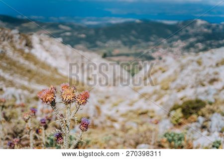 Thistle Cirsium Creticum Plant Flower In Front Of Stunning Greek Mountain Scape
