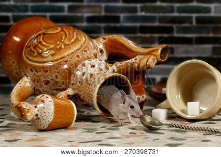 Close-up Mouse Comes Out Of An Overturned Ceramic Jug On The Countertop In The Kitchen. The Spoon An