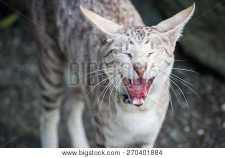 Close Up Image Of A Cat Meowing With Copy Space