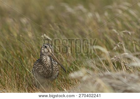 Magellanic Snipe (gallinago Paraguaiae Magellanica) Partially Hidden In A Grassy Meadow On Sea Lion 