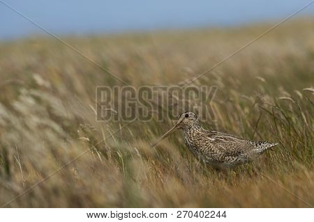 Magellanic Snipe (gallinago Paraguaiae Magellanica) Partially Hidden In A Grassy Meadow On Sea Lion 