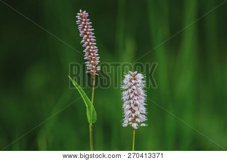 Spring Flowers. Beautifully Blossoming Pasque Flower And Sun With A Natural Colored Background
