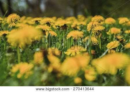 Spring Flowers. Beautifully Blossoming Pasque Flower And Sun With A Natural Colored Background