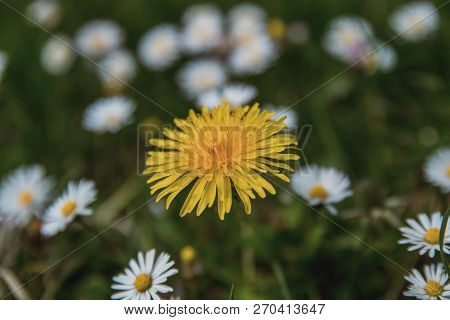 Spring Flowers. Beautifully Blossoming Pasque Flower And Sun With A Natural Colored Background