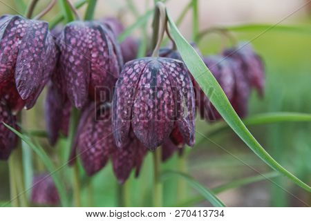 Spring Flowers. Beautifully Blossoming Pasque Flower And Sun With A Natural Colored Background