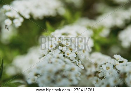 Spring Flowers. Beautifully Blossoming Pasque Flower And Sun With A Natural Colored Background