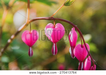 Spring Flowers. Beautifully Blossoming Pasque Flower And Sun With A Natural Colored Background
