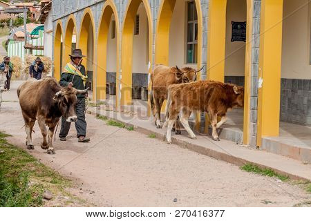 Amantani, Peru - May 15, 2015: Native Peasant With His Cattle In A Village On Amantani Island In Tit