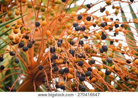 Palm Fruit On Tree / Ripe Date Palm Fruit On The Tree In The Tropical Fruit Garden