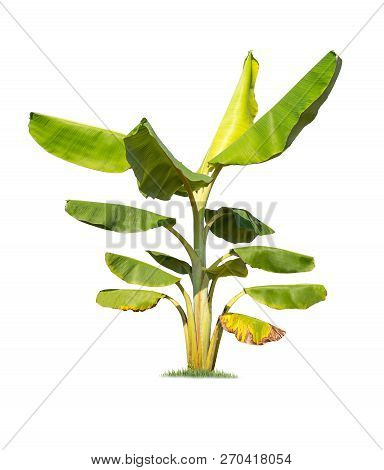 Isolated Big Banana Tree On White Background.large Banana Trees Database Botanical Garden Organizati