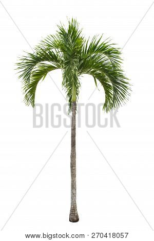 Isolated Big Palm Tree On White Background.large Palm Trees Database Botanical Garden Organization E